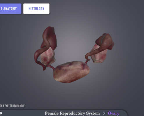 JustinH VirtualHistology 4