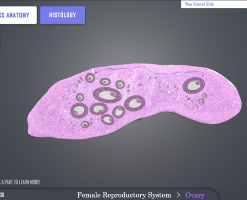 JustinH VirtualHistology 5