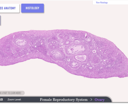 JustinH VirtualHistology 6